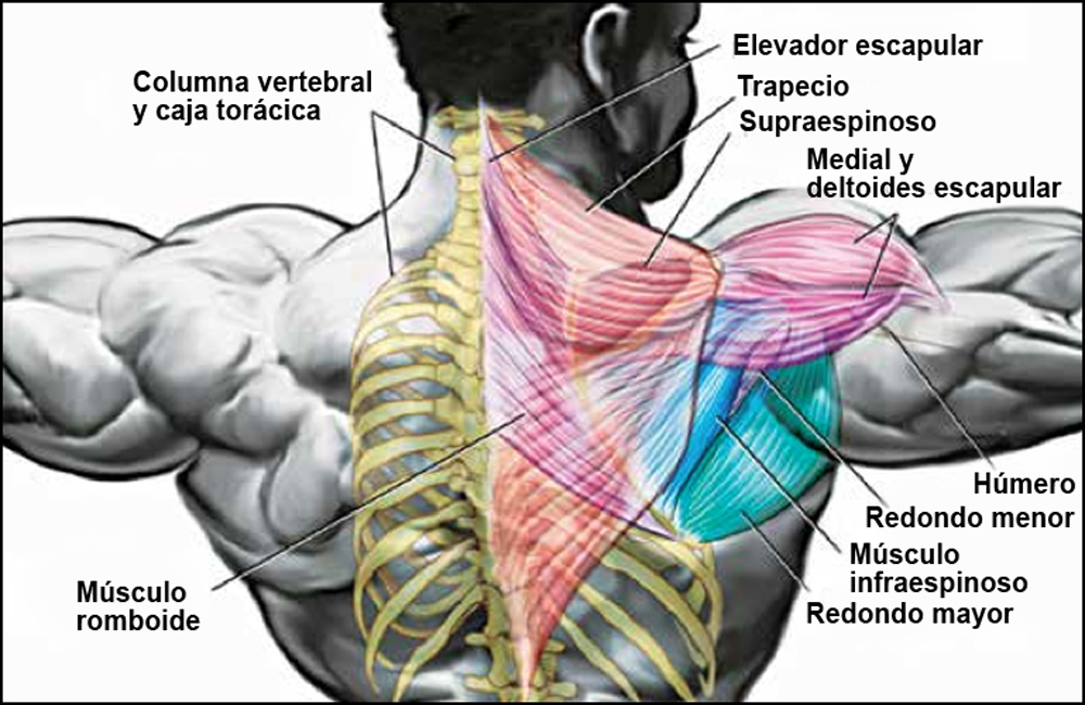 El entrenamiento de espalda: ¿cómo desarrollarlo? - Entrenamiento