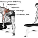 Entrenamiento de Espalda