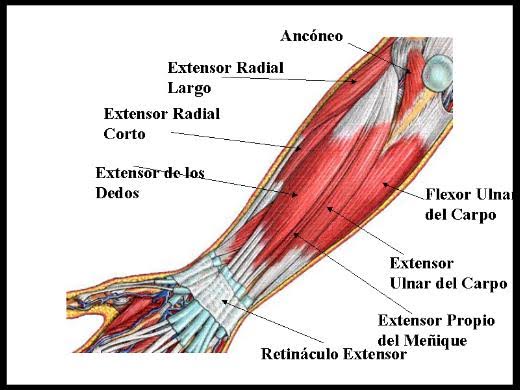 Cómo entrenar los antebrazos