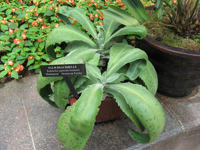 Propiedades de la planta kalanchoe